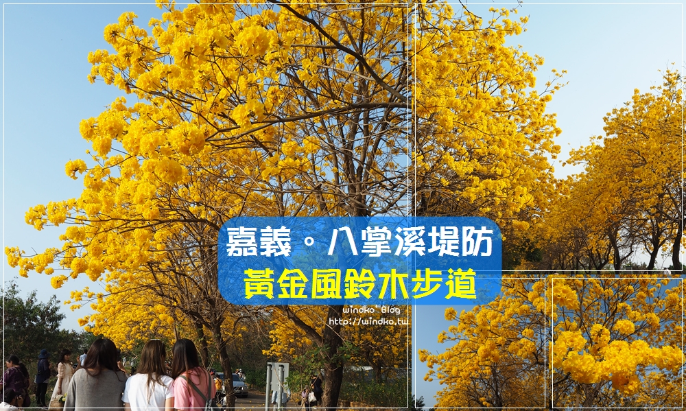 嘉義景點∥ 嘉義八掌溪堤防黃金風鈴木步道/軍輝橋/行嘉吊橋/慈玄宮 – 綿延風鈴木花開燦爛的黃金大道