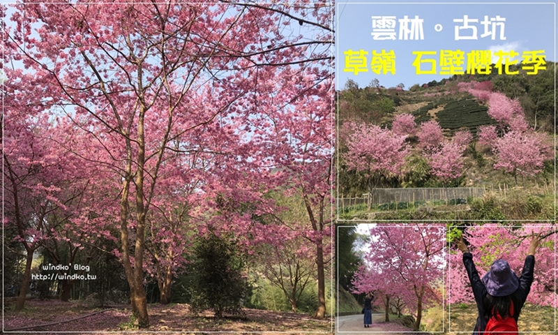 雲林賞櫻景點∥ 古坑草嶺 石壁風景區櫻花季 – 桃粉繽紛櫻花大道/石壁社區櫻花美人谷環線/九芎神木/嘉南雲峰登山口