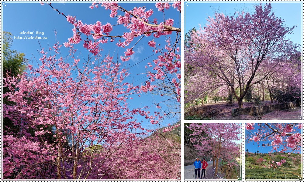 2023 雲林草嶺櫻花季∥ 石壁風景區櫻花大道/櫻花美人谷環線