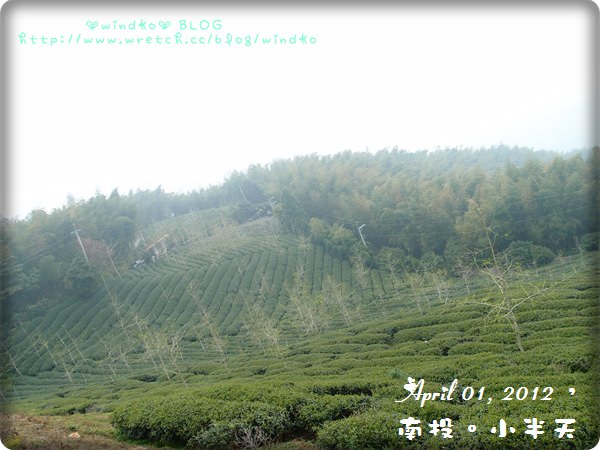 旅遊∥ 南投鹿谷，小半天 – 茶園、銀杏、竹林之來去挖冬筍～