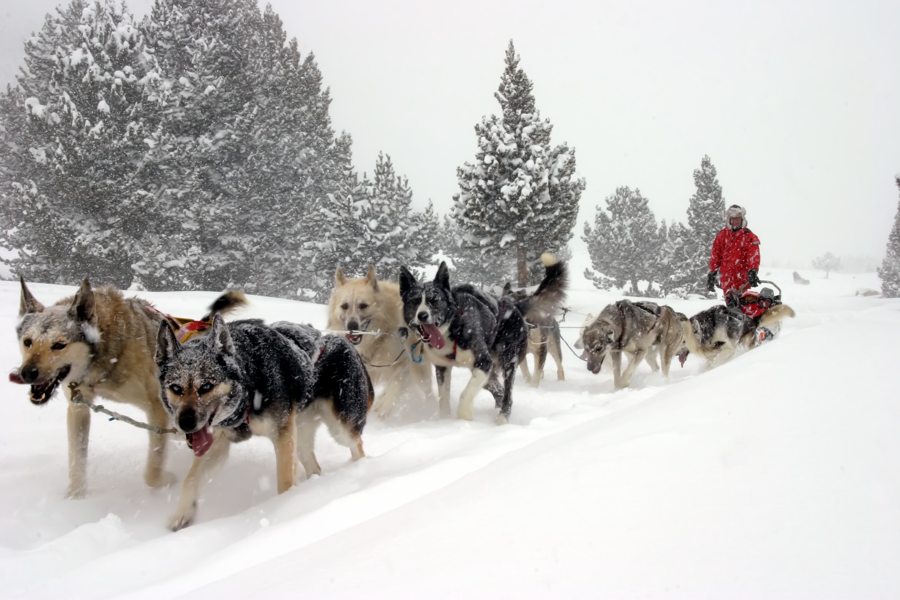 Material Canicross Mushing Bikejoring