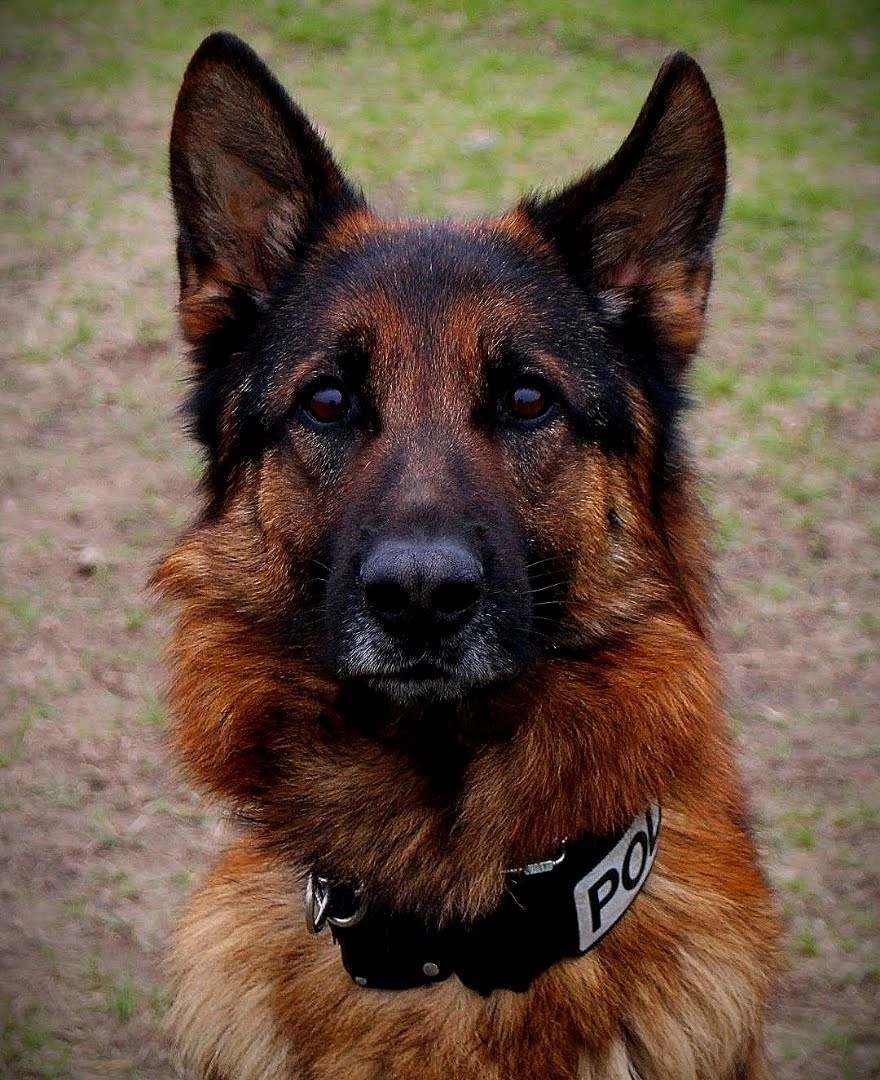 Bruno Front Official Site for the City of Windom