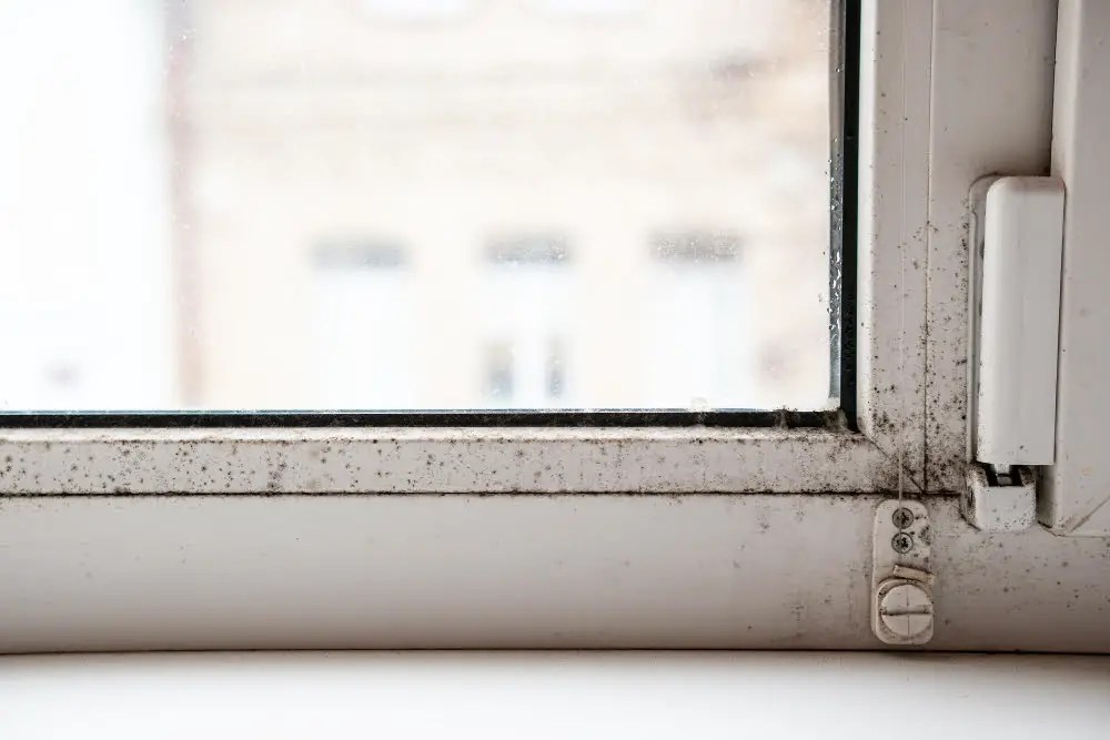 How to Clean Mold Off Window Sills [Solved]