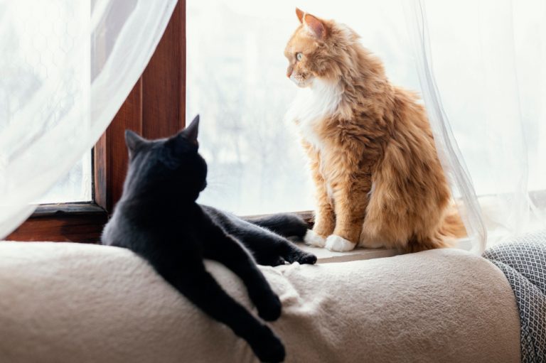Why Do Cats Look Out the Window?