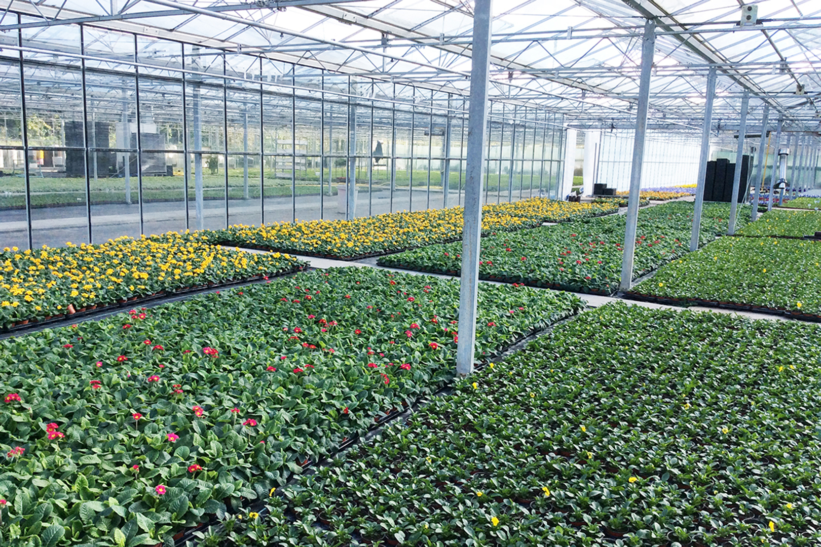 Our Nurseries Windowflowers