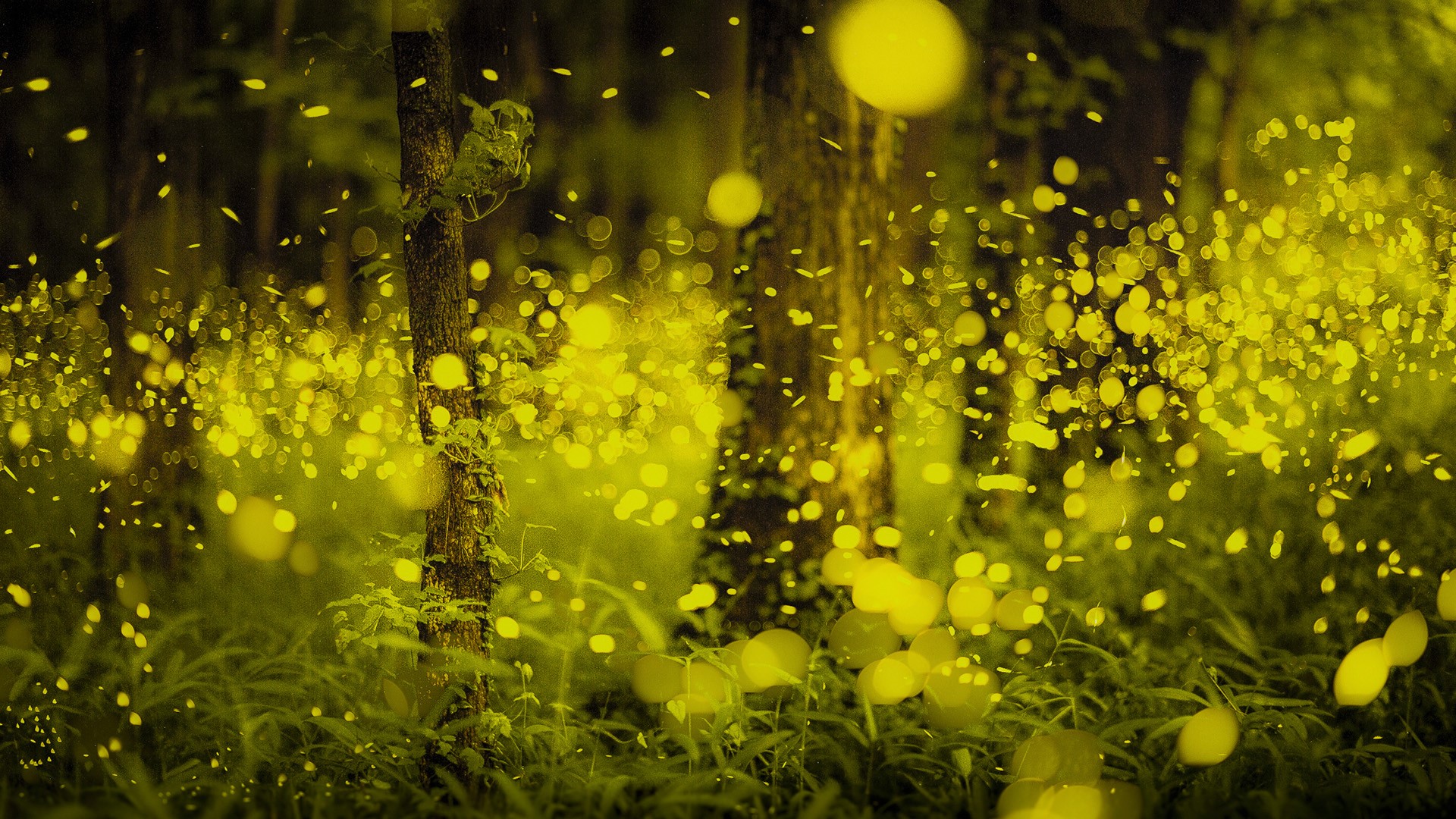 Fireflies in the Japanese forest, Okayama, Japan | Windows Spotlight Images