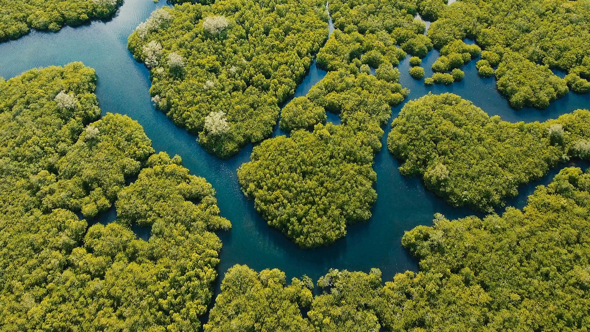 Aerial view of mangrove forest and river on the Siargao island