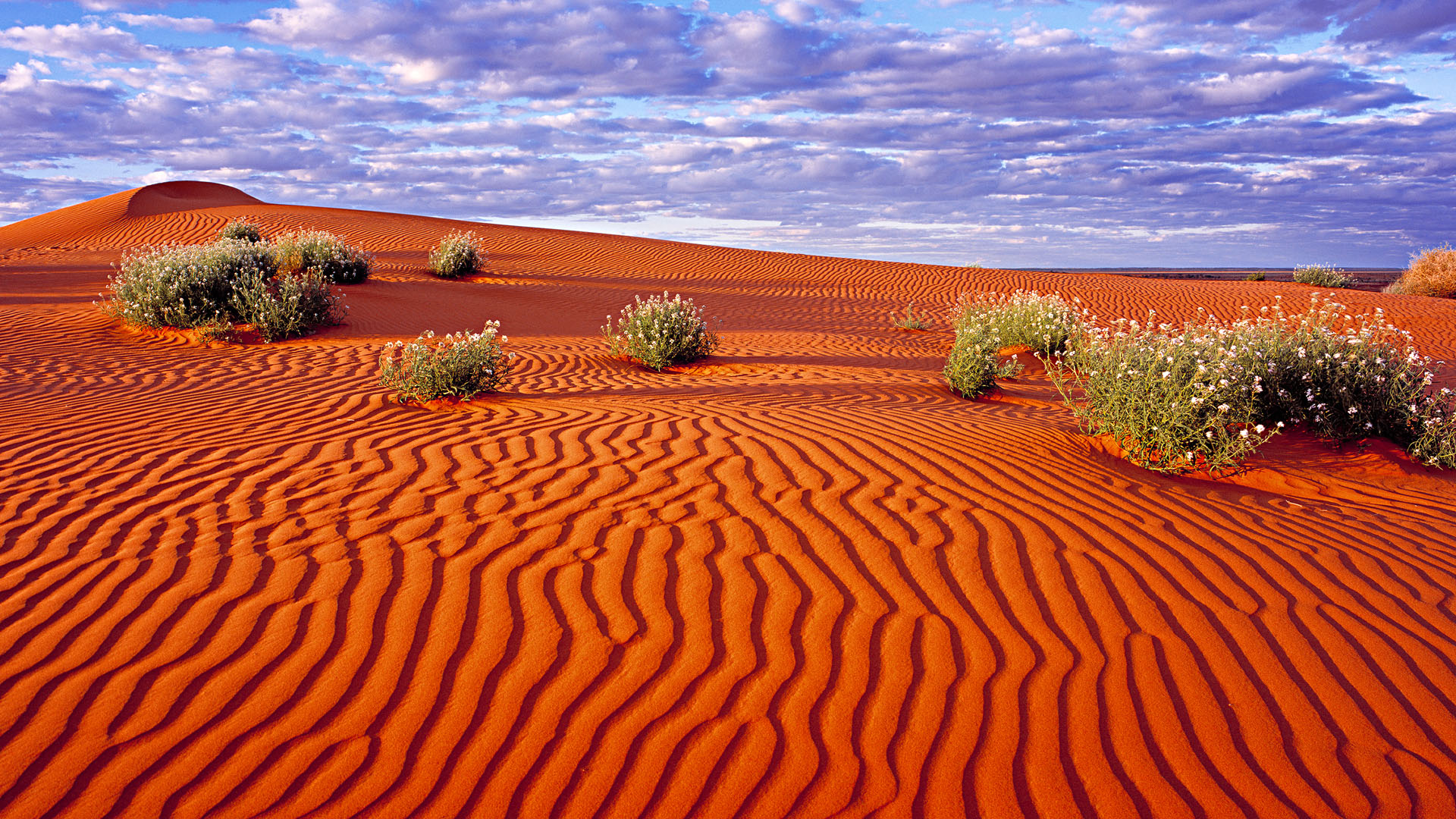 Sand dunes in the Simpson Desert, Australia Windows Spotlight Images