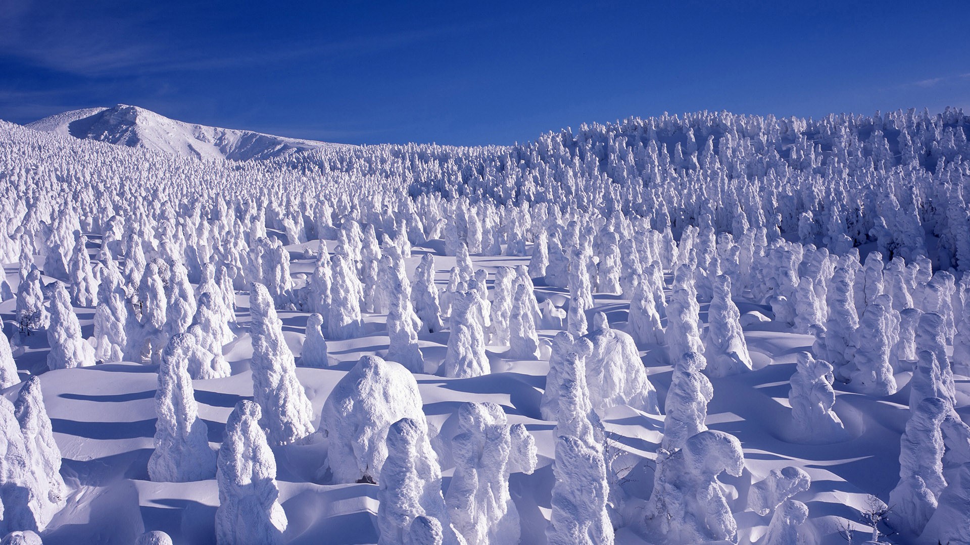 Winter landscape with snow covered trees at Mount Zaō, Yamagata