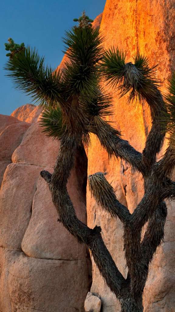 Joshua tree in Joshua Tree National Park, California, USA Windows