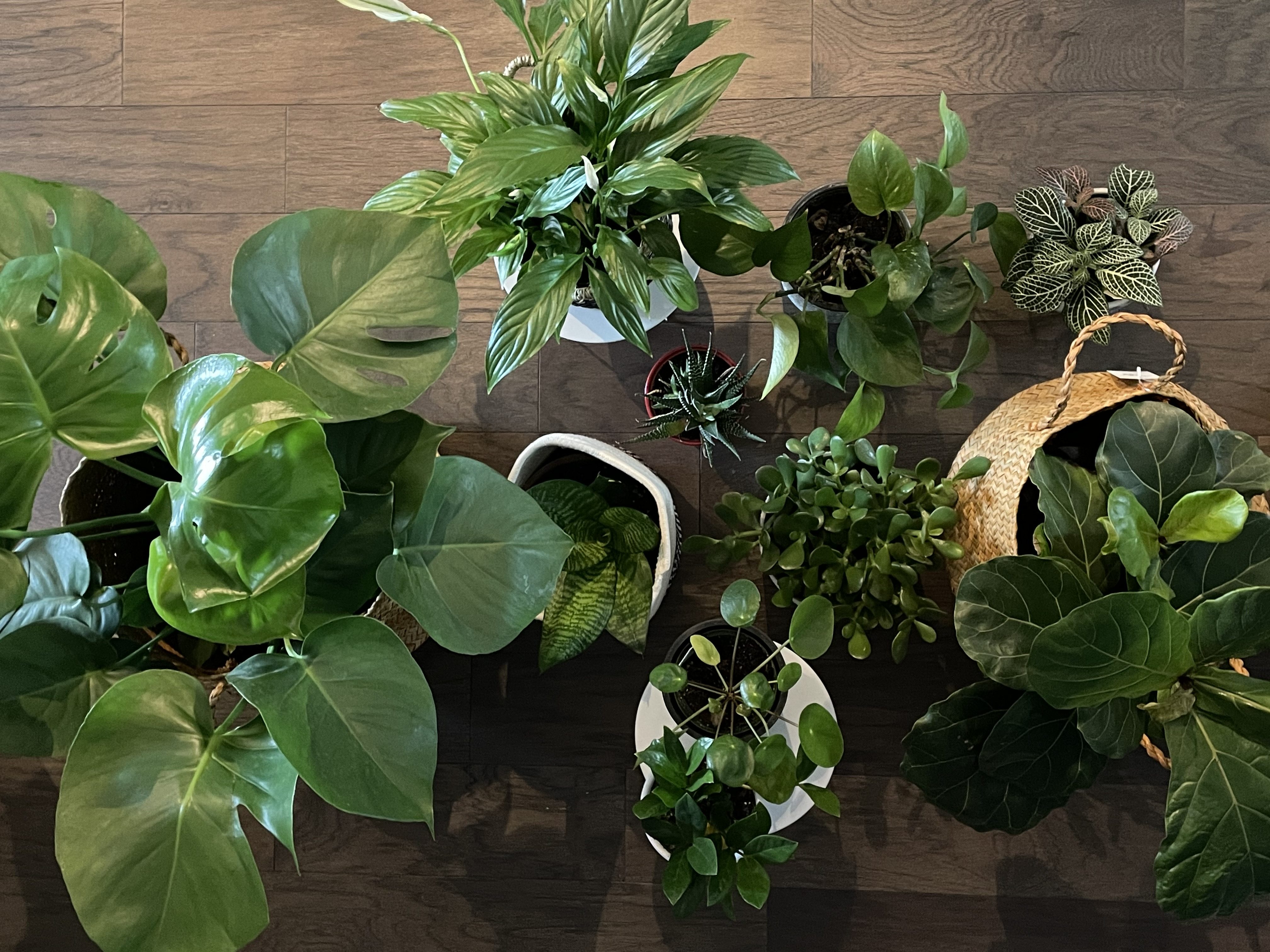 10 best houseplants for beginners Trotter Tales