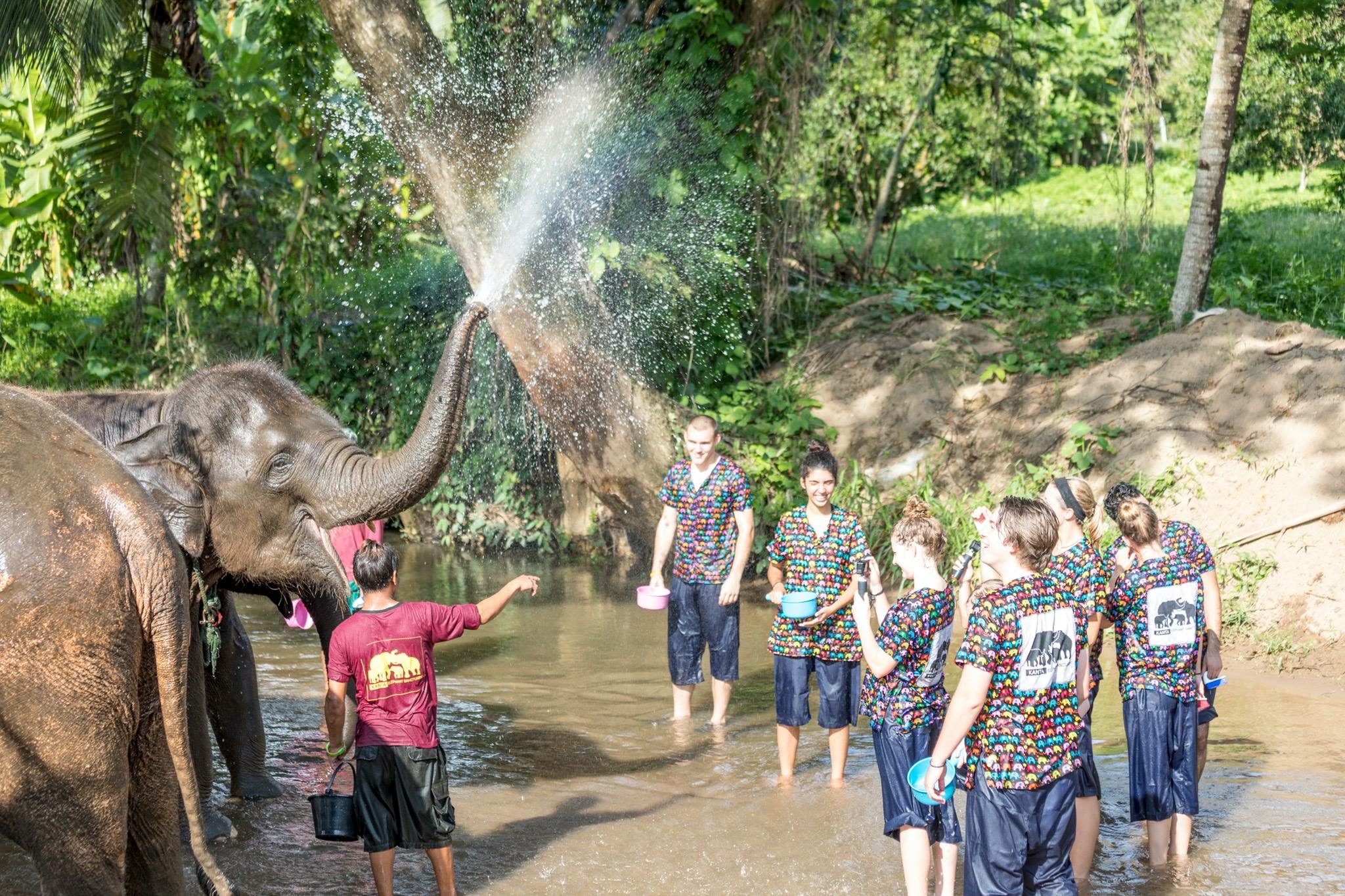 The Best Elephant Sanctuary In Chiang Mai, Thailand Window Seats Only