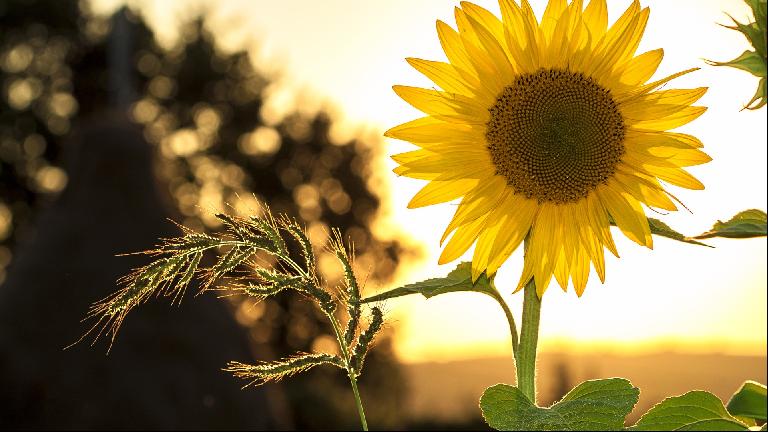 Sunflower Windows Themes