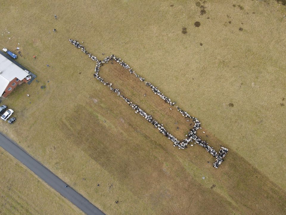 Sheep make giant syringe windowthroughtime