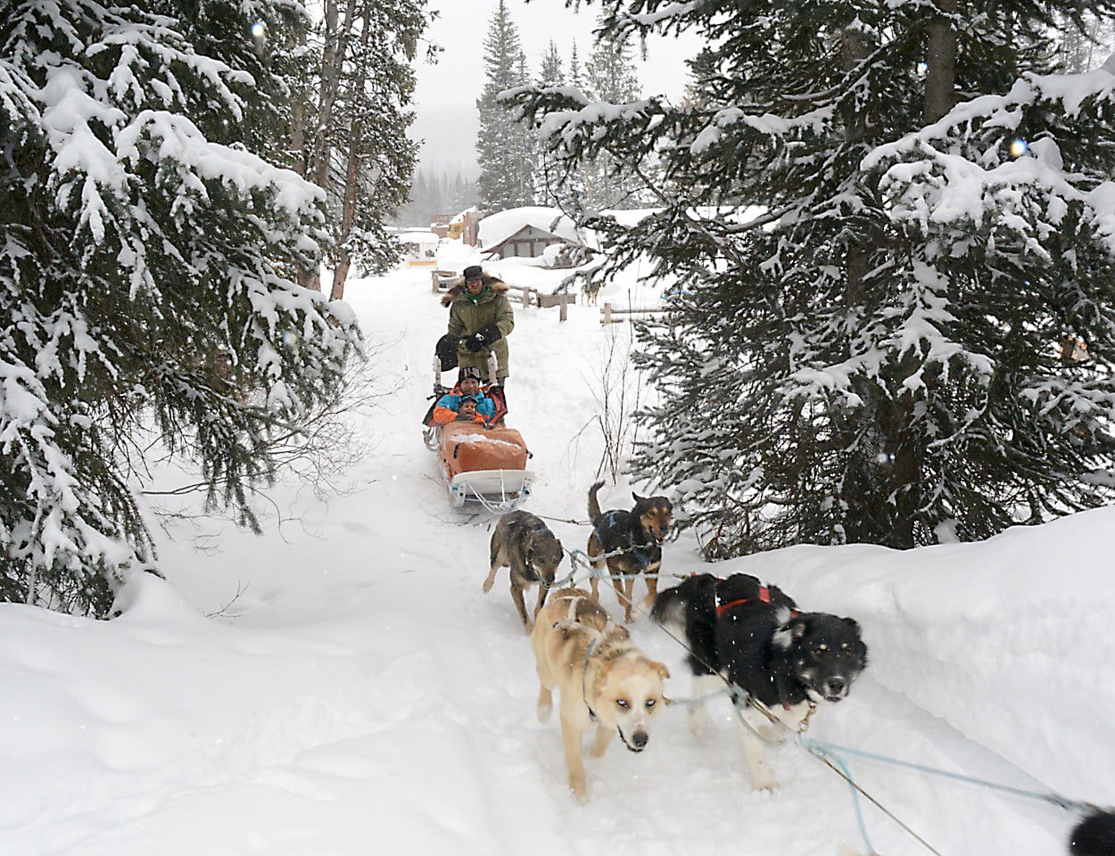 Dog Sledding Wyoming Enjoy A Dog Sled Adventure