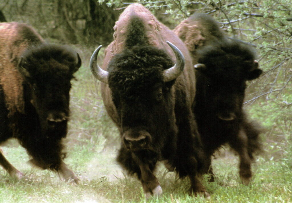 The North American Bison Wind River Country