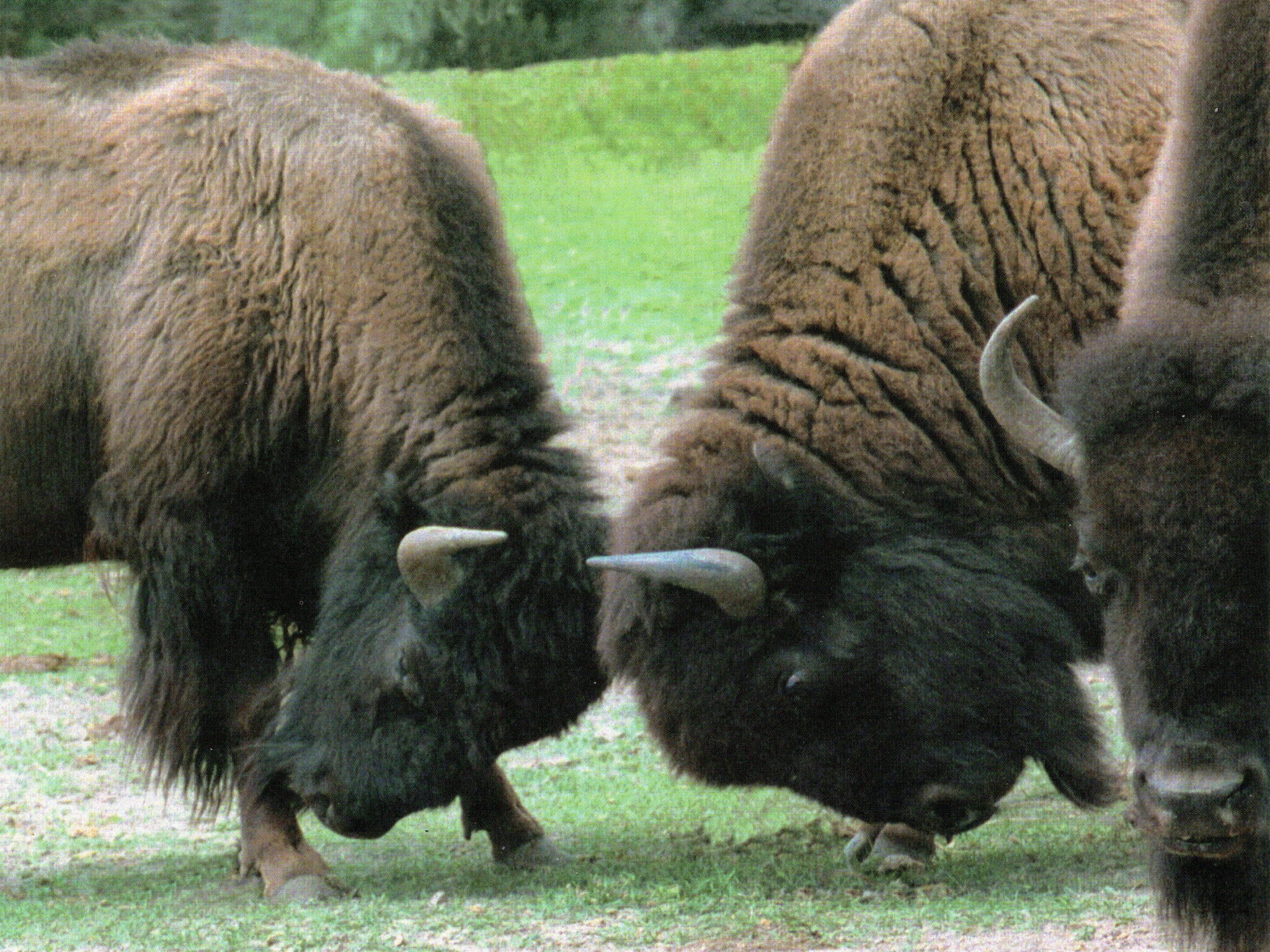 North American Bison