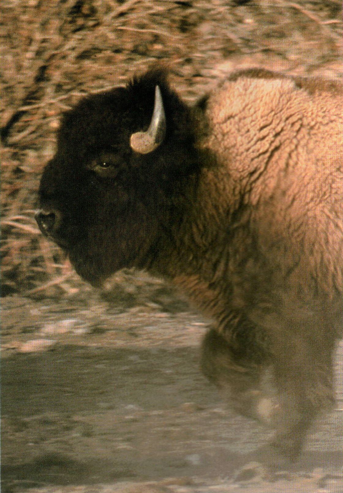 The North American Bison Wind River Country