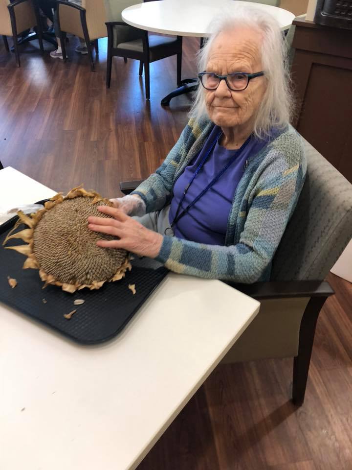 Harvesting our Sunflowers! • WindSong Memory Care