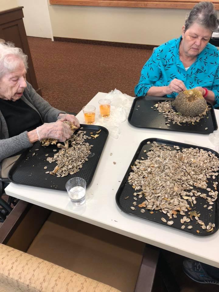 Harvesting our Sunflowers! • WindSong Memory Care