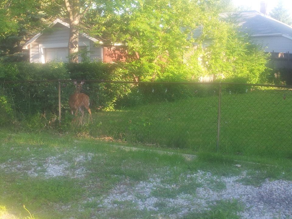 Deer On The Run In Remington Park windsoriteDOTca News windsor