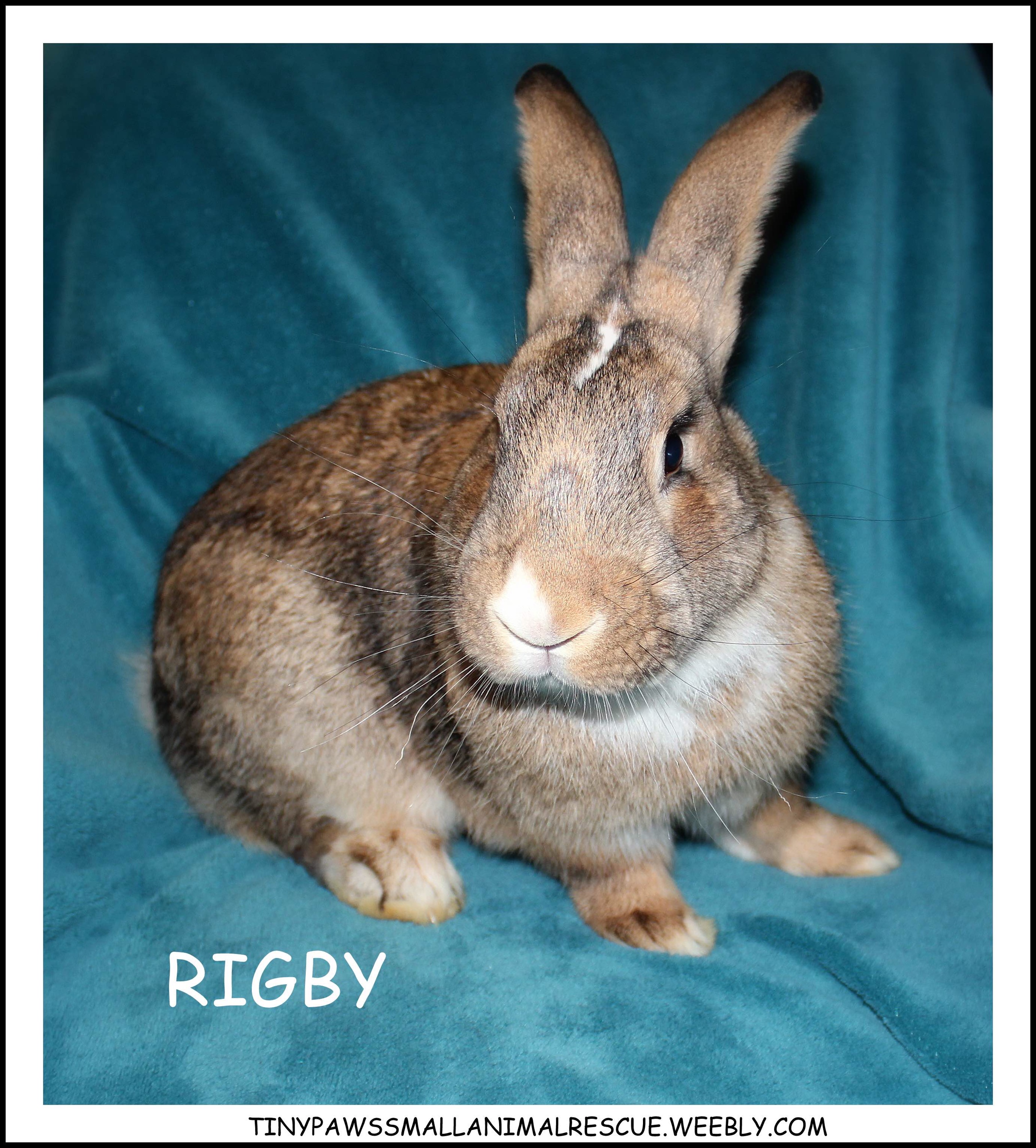 Big Cuddle Bug Rigby Needs A Loving Family windsoriteDOTca News