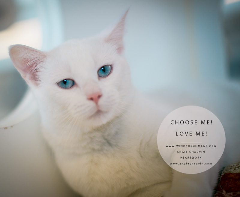 Adrian Will Make Anything Into His Toy For Play Time windsoriteDOTca