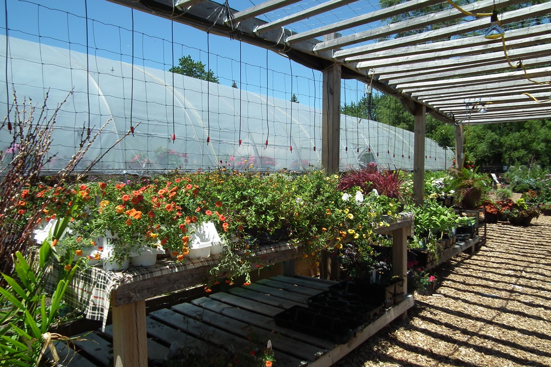 Martha's Greenhouse windsoriteDOTca City Guide windsor ontario's