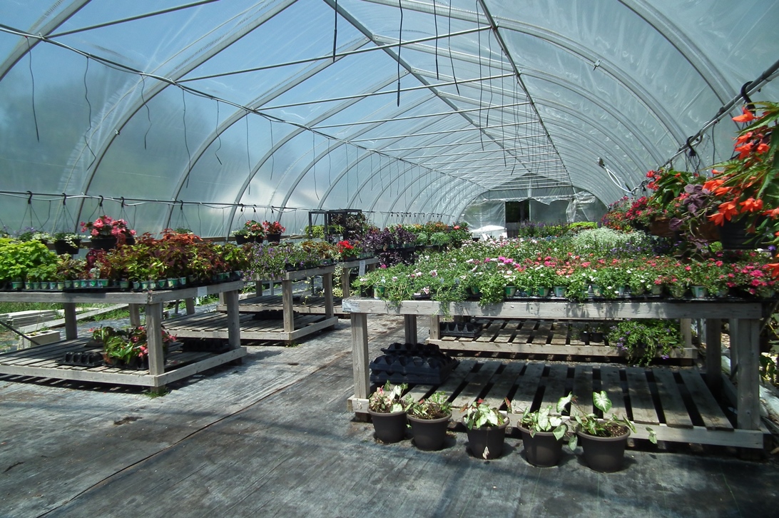 Martha's Greenhouse windsoriteDOTca City Guide windsor ontario's