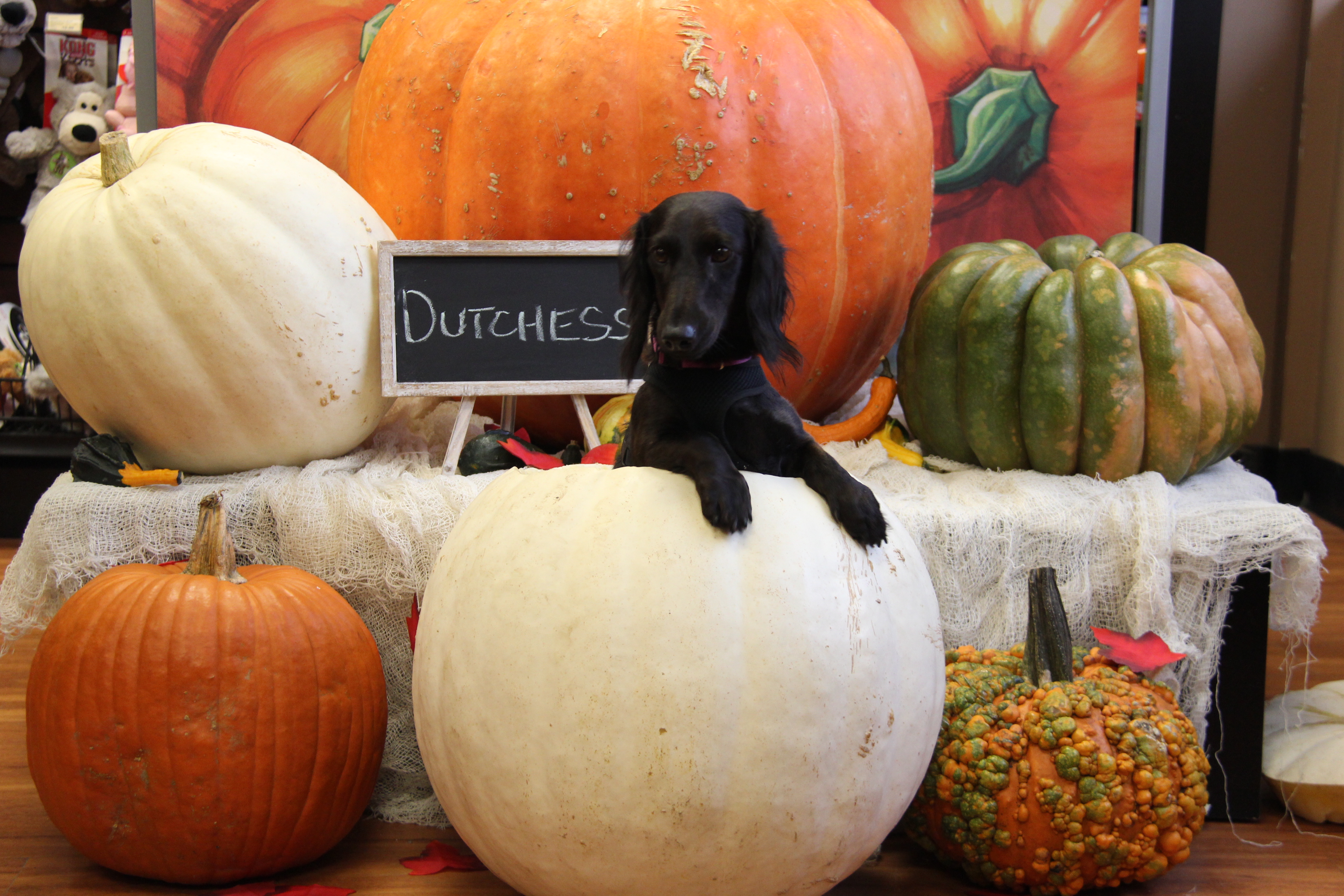 PHOTOS Puppies Pose For Pet Valu Thanks For Giving Campaign