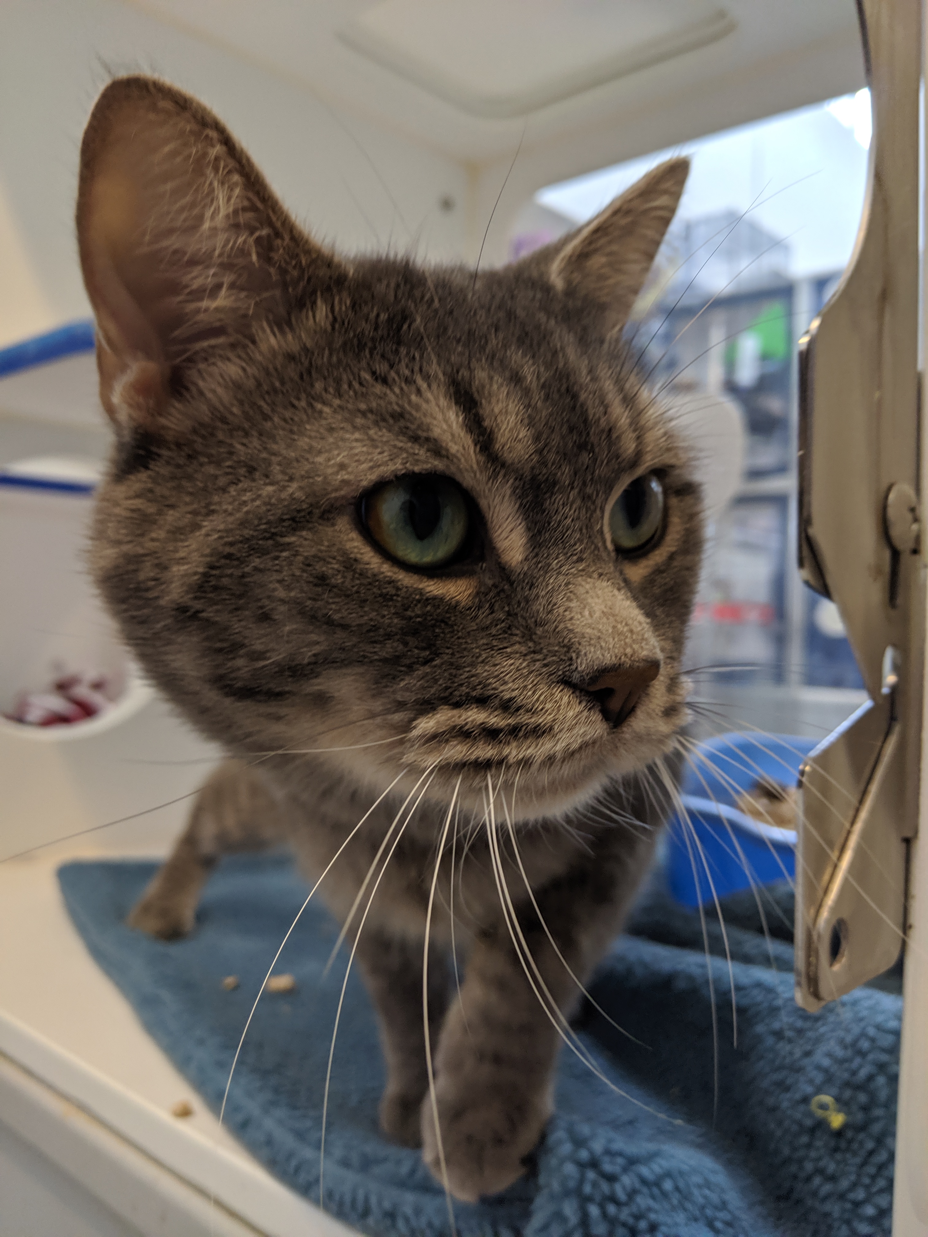 He Will Even Ignore His Toys To Spend More Time With You