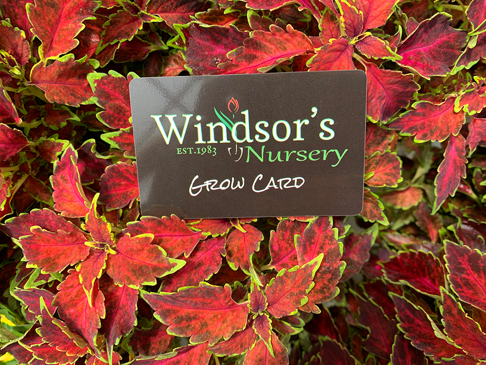 Grow Program Windsors Nursery