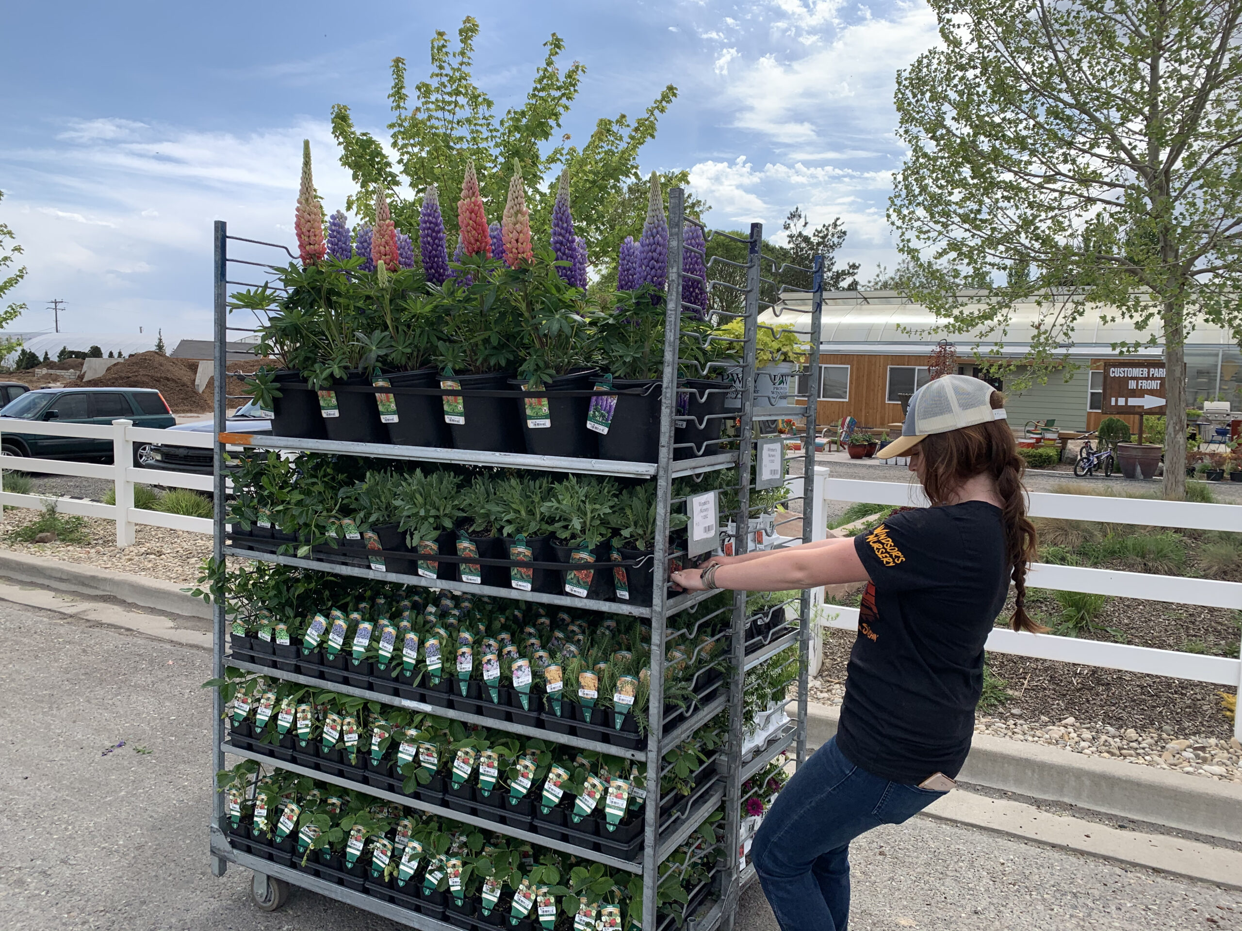 Garden Center Gallery Windsors Nursery