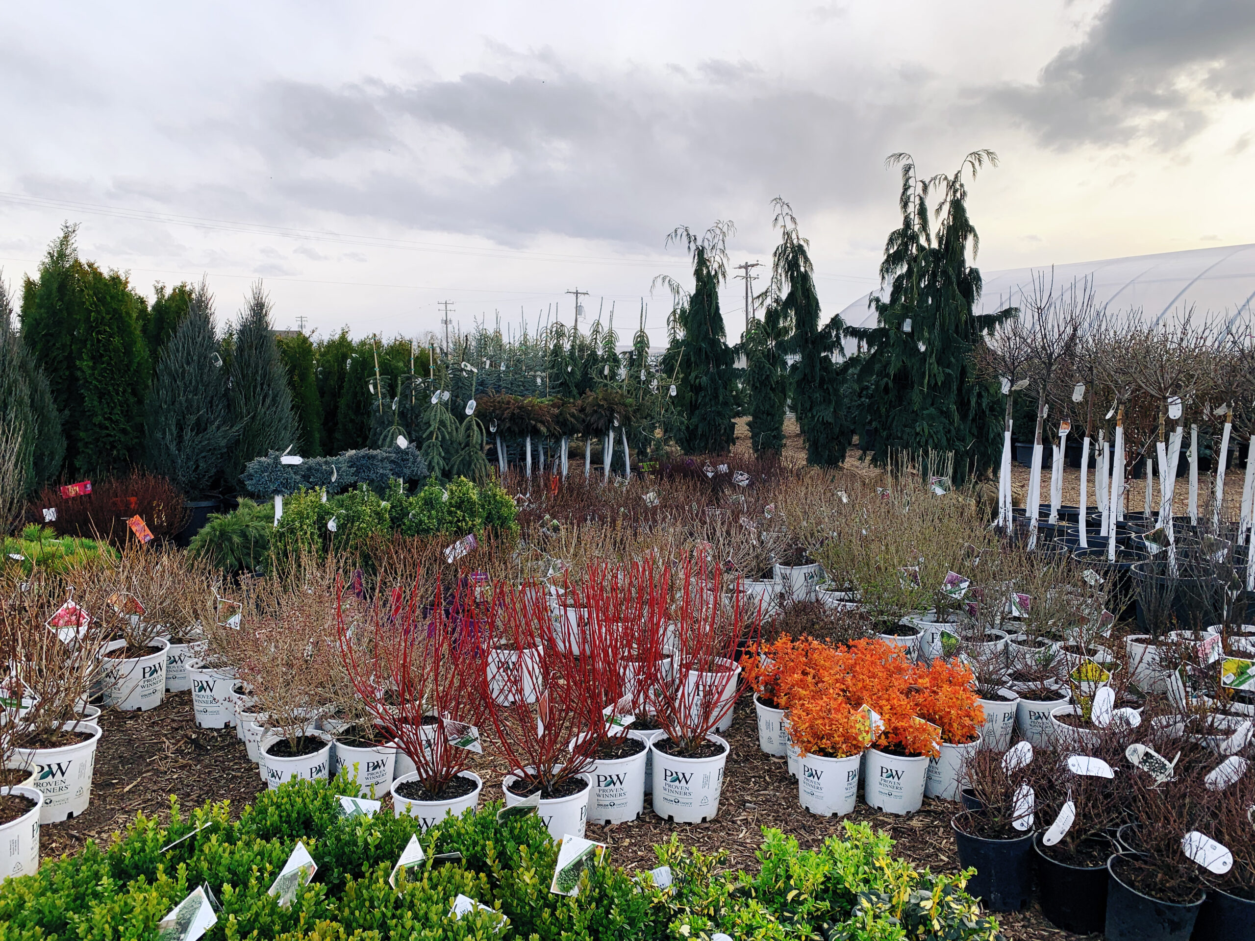 Garden Center Gallery Windsors Nursery