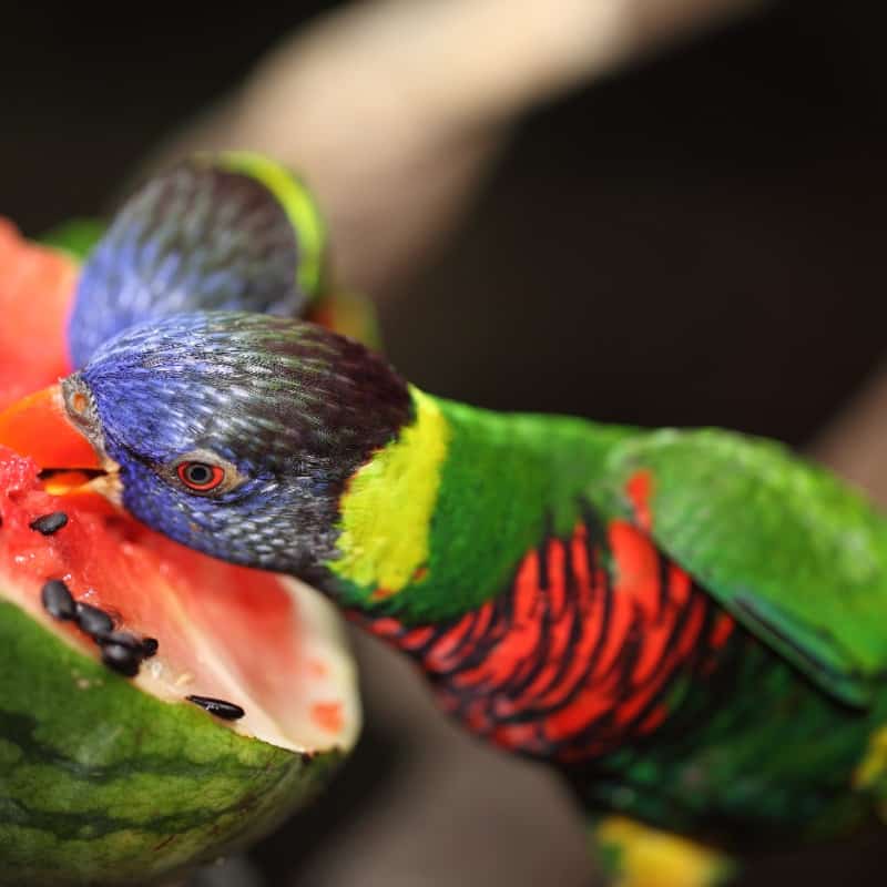 Vitamin K in Pet Foods Windy City Parrot