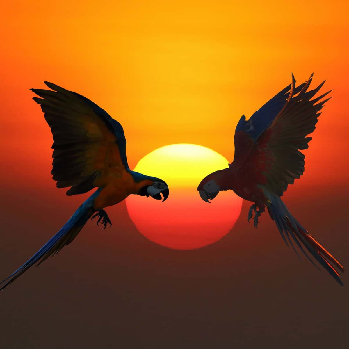 Why Do Birds Fly We Answer That Question With Videos Windy City Parrot