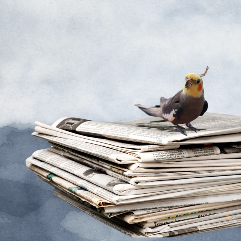 Is Newspaper Safe for Your Pet Bird? Windy City Parrot