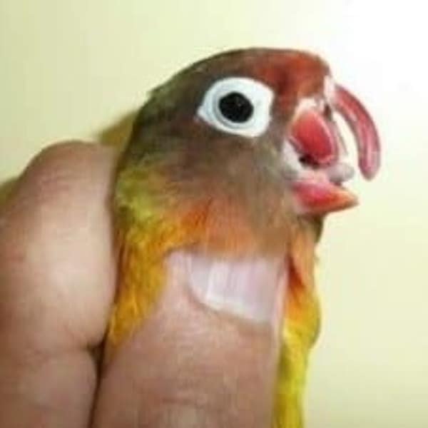 My Budgies Beak Broke Off Can I Fix It? Windy City Parrot