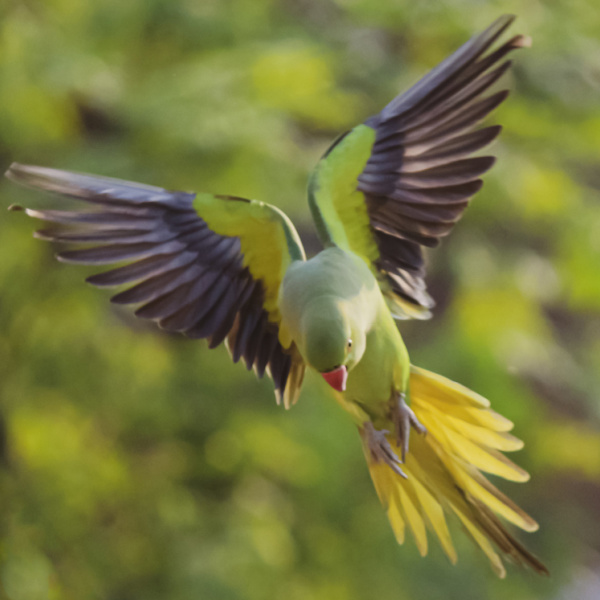 Bird Parasites, Cage Litter And The Great Wing Clipping Debate Windy