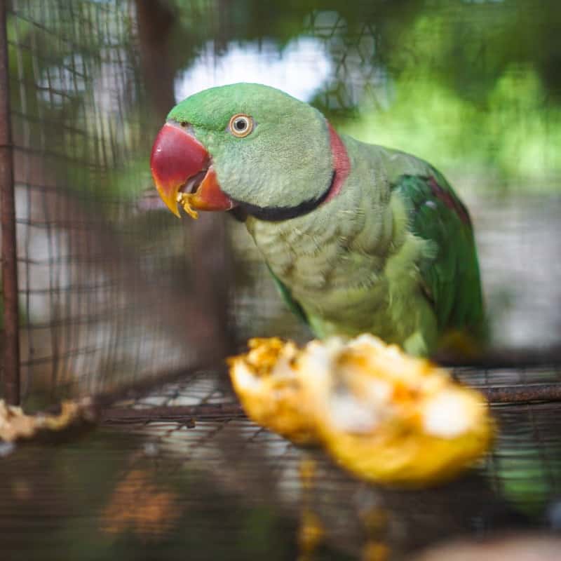 Bird Food Home Windy City Parrot