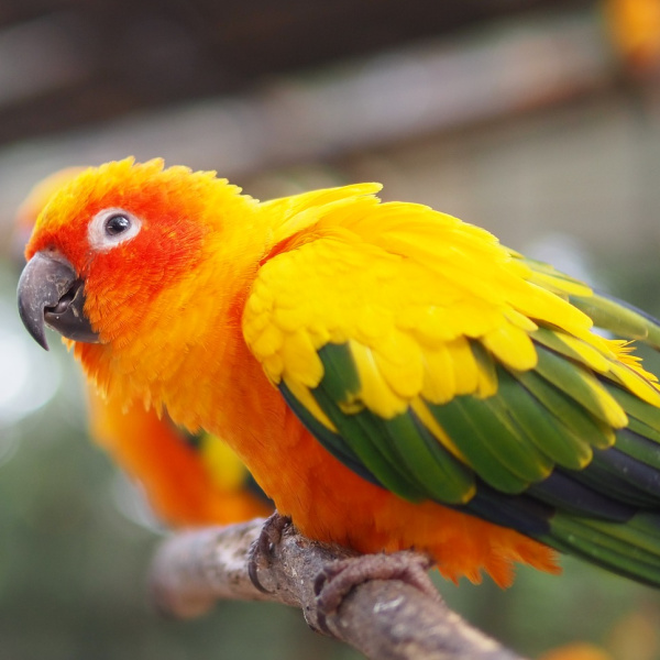 I Took In A Rescue Sun Conure That’s Biting Me Help! Windy City Parrot