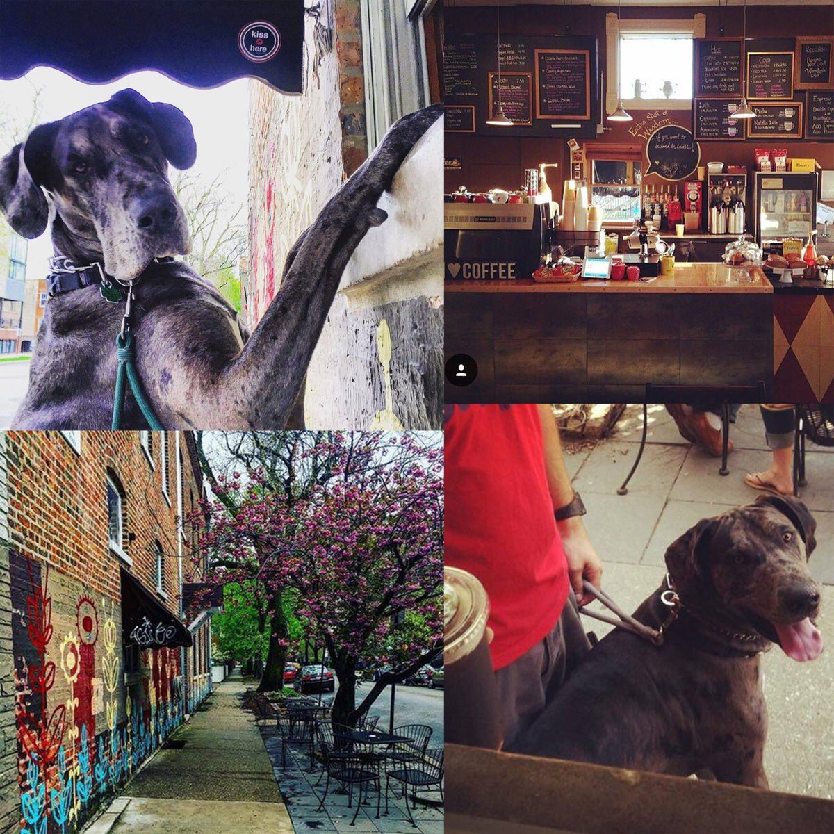 7 Great DogFriendly Coffee Shops in Chicago Windy City Paws