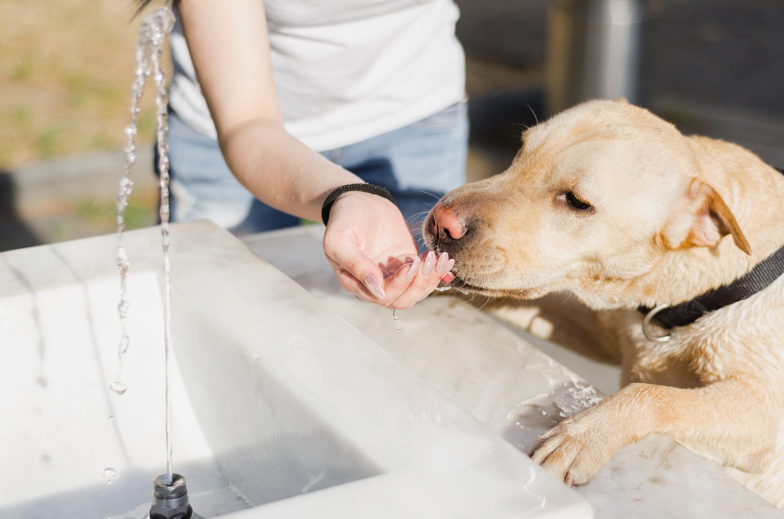 Check Up with Blum Heatstroke in Dogs Windy City Paws