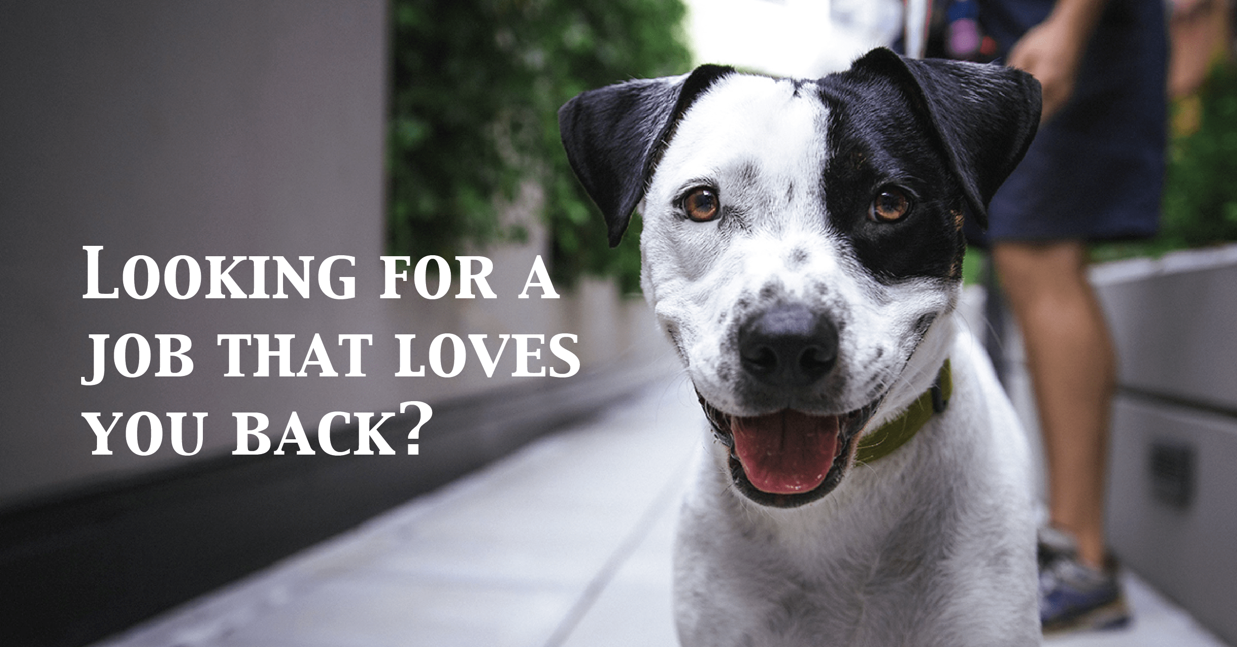 Hiring Now Walker Coordinator Windy City Paws Dog Walking