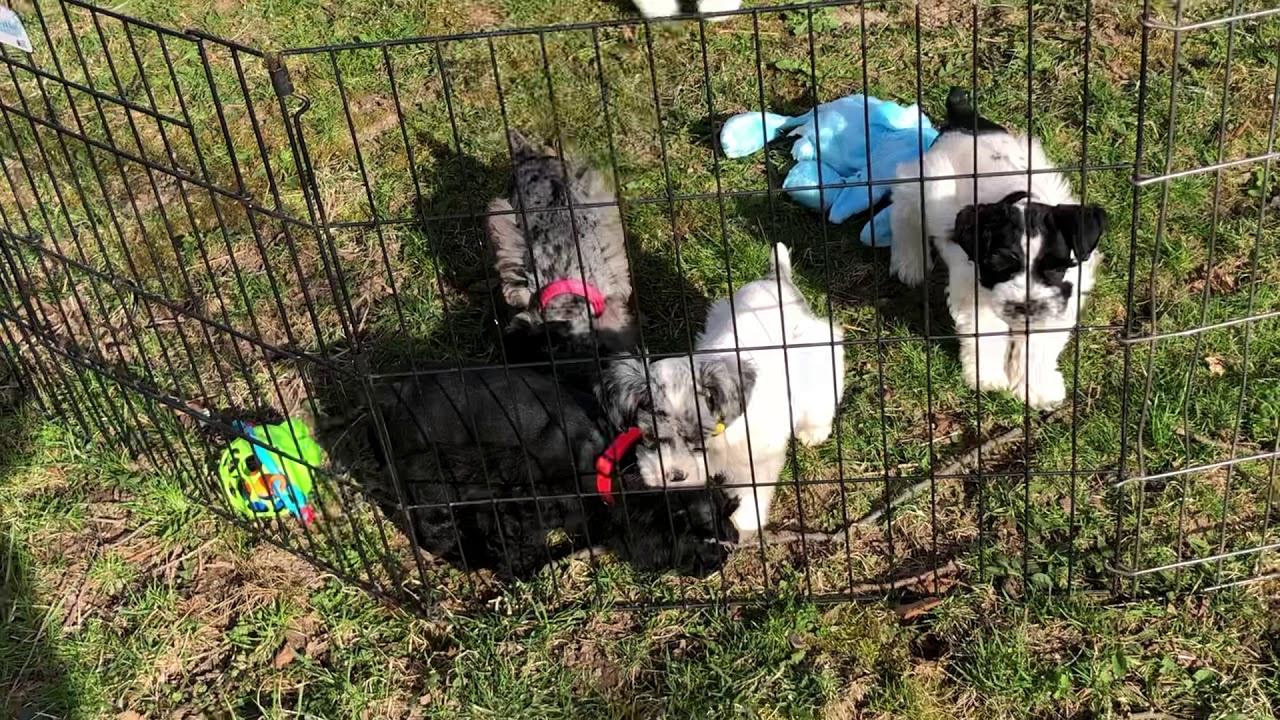 maxresdefault Windy Hill Kennel