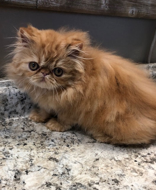 Red Persian Male B Available Windy Valley Persian Cats