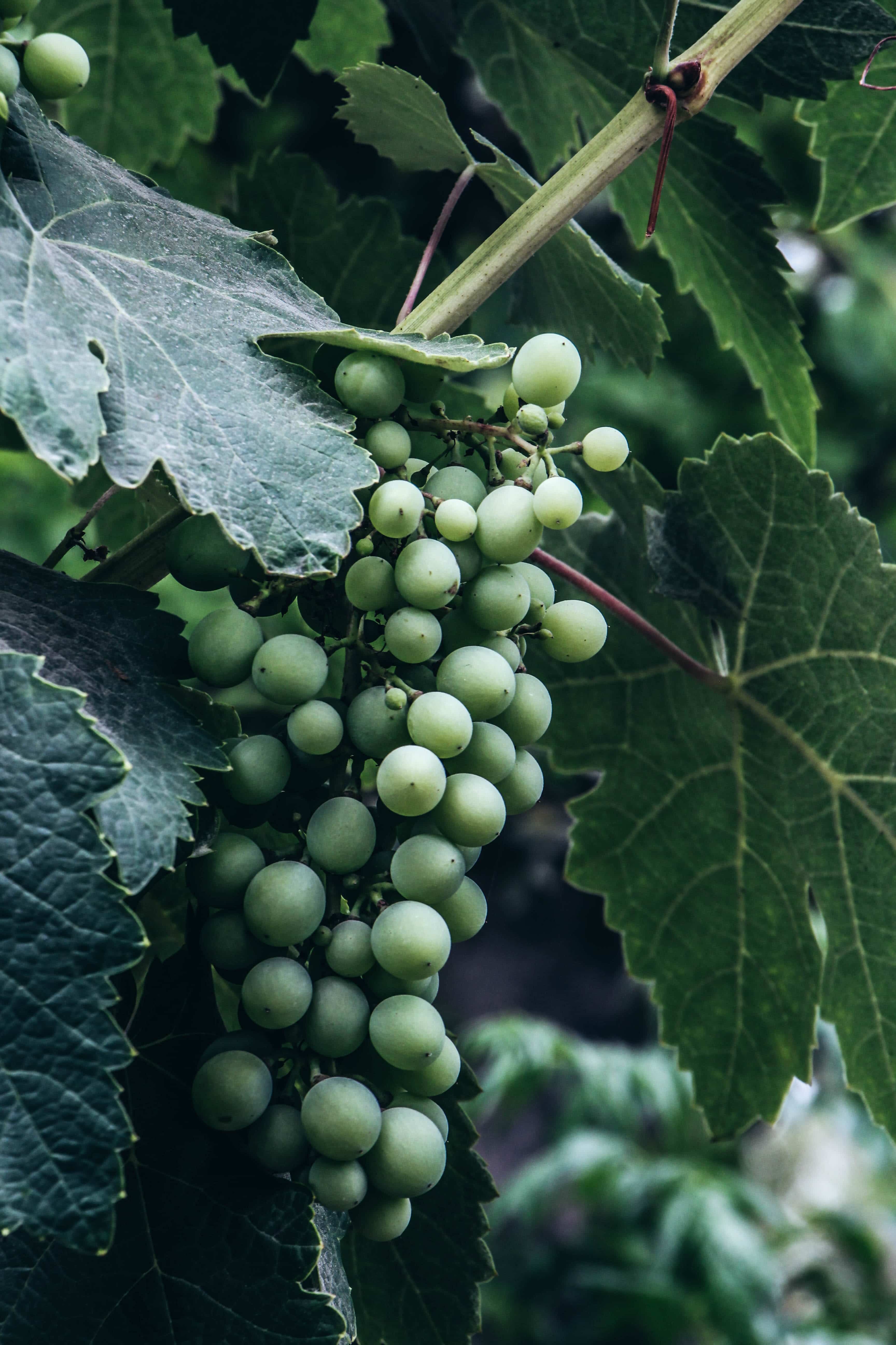 Bacchus Alle Infos zur Rebsorte winestories.de