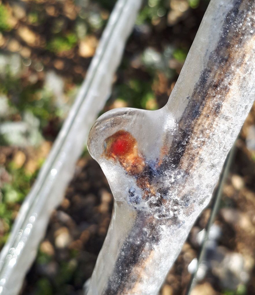 Frost protection using sprinklers how it really works