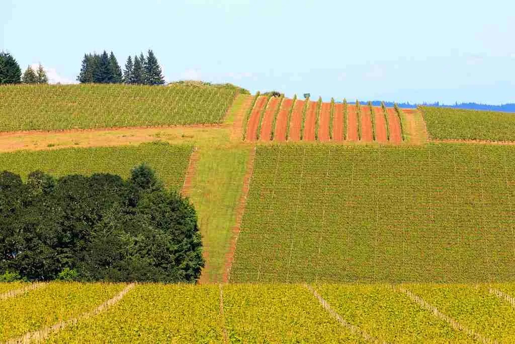 Dick Erath An Oregon Legend Wine History Tours