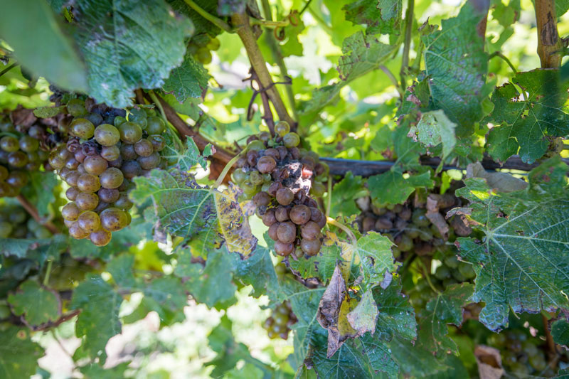 Volatile Acidity Basics